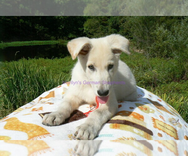 Medium Photo #9 German Shepherd Dog Puppy For Sale in PIEDMONT, MO, USA