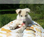 Small #8 German Shepherd Dog