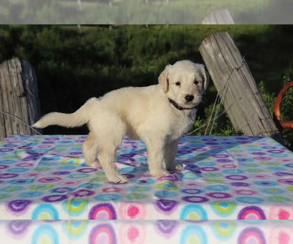 Medium Photo #1 Goldendoodle Puppy For Sale in UNION CITY, TN, USA