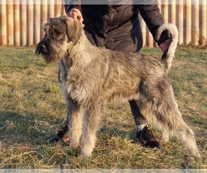 Schnauzer (Giant) Puppy for sale in Hatvan, Heves, Hungary