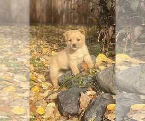 - Mix Dogs for adoption in Anchorage, AK, USA