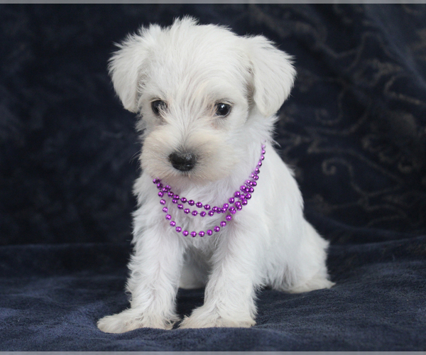 Medium Photo #4 Schnauzer (Miniature) Puppy For Sale in BROOKSVILLE, FL, USA