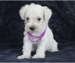 Small #3 Schnauzer (Miniature)
