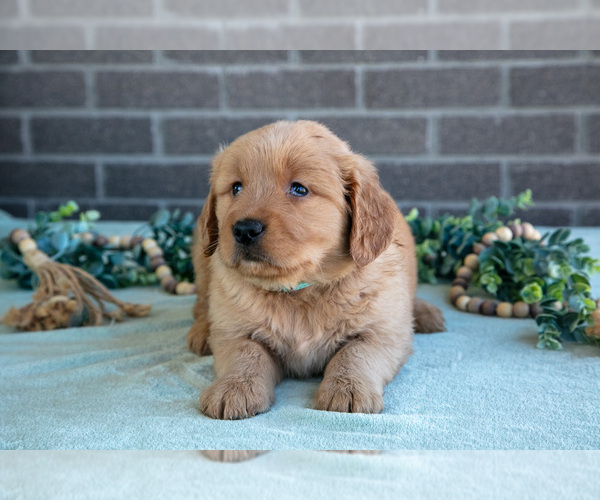 Medium Photo #10 Golden Retriever Puppy For Sale in MILLERSBURG, OH, USA