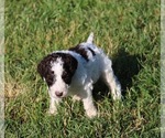Small Photo #42 Goldendoodle Puppy For Sale in HOWARD CITY, MI, USA