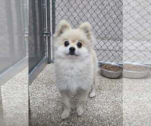 Pomeranian Dogs for adoption in Martinsburg, WV, USA
