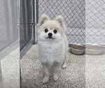 Small Pomeranian