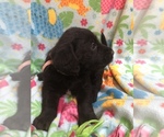 Small Photo #5 Australian Labradoodle Puppy For Sale in ALDRICH, MO, USA