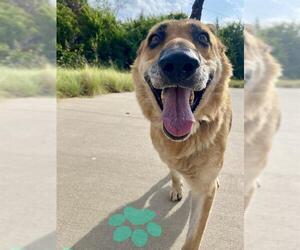 German Shepherd Dog-Unknown Mix Dogs for adoption in Grand Prairie, TX, USA