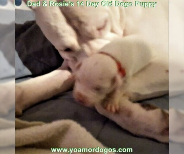 Medium Photo #37 Dogo Argentino Puppy For Sale in PINEVILLE, MO, USA