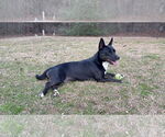 Small #2 Cardigan Welsh Corgi-German Shepherd Dog Mix