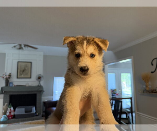 Medium Photo #2 Siberian Husky-pomeranian spitz Mix Puppy For Sale in Holly Springs, NC, USA