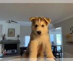 Small #1 Siberian Husky-pomeranian spitz Mix