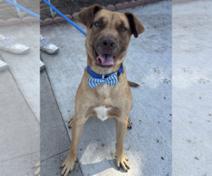 Aiden *courtesy post - Male Labrador Retriever-Retriever  Mix Dog for Adoption - Photo #3