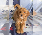 Small Photo #10 Goldendoodle Puppy For Sale in MILWAUKEE, WI, USA