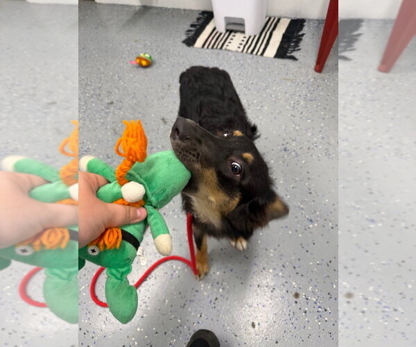 Medium Photo #3 Australian Shepherd Puppy For Sale in Pierceton , IN, USA