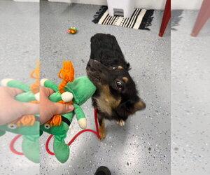 Harper - In foster - Call for appt - Female Australian Shepherd Dog for Adoption - Photo #3