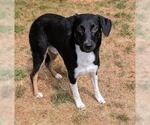 Small Sheprador
