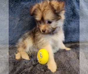 Pom-A-Poo Puppy for sale in EL PASO, TX, USA