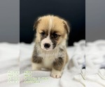 Puppy Alex Hamilton Pembroke Welsh Corgi