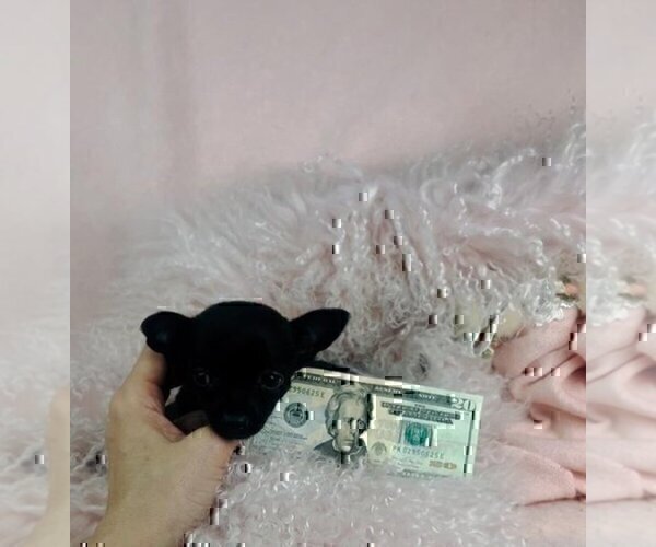 Medium Photo #13 Chihuahua Puppy For Sale in MIAMI, FL, USA