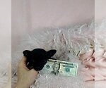 Small #12 Chihuahua