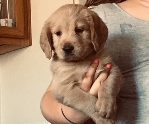Miniature Labradoodle Puppy for sale in NEW RIVER, AZ, USA