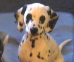 Dalmatian Puppy for Sale in MAMMOTH, Arizona USA