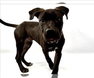 American Pit Bull Terrier-Labrador Retriever Mix Dogs for adoption in Fort Collins, CO, USA