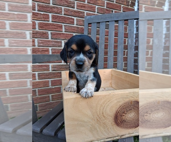 Medium Photo #25 Beagle Puppy For Sale in BLAIRSVILLE, GA, USA