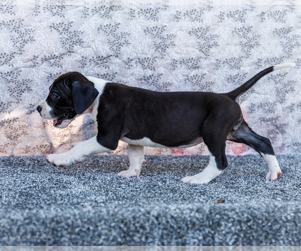 Medium Photo #54 Great Dane Puppy For Sale in WAKARUSA, IN, USA