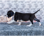 Small #2 Great Dane