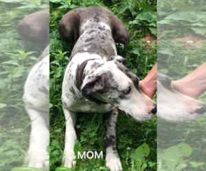 Mother of the Great Dane puppies born on 04/14/2019