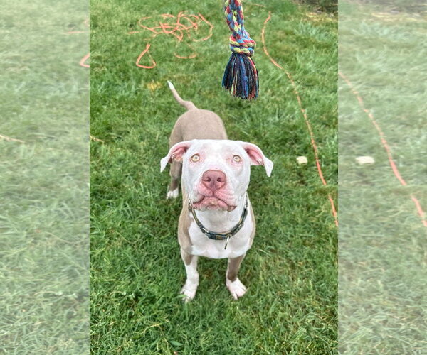 Medium Photo #27 American Pit Bull Terrier-Unknown Mix Puppy For Sale in Germantown, OH, USA