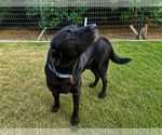 Small #2 Labrador Retriever