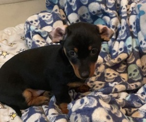Dachshund Puppy for sale in NILES, IL, USA
