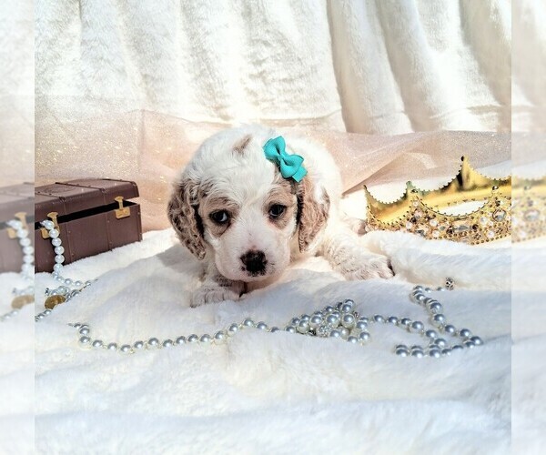 Medium Photo #73 Goldendoodle (Miniature) Puppy For Sale in GASTONIA, NC, USA