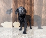 Small Photo #3 Labrador Retriever Puppy For Sale in FRANKLIN, IN, USA