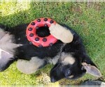 Small Photo #8 German Shepherd Dog Puppy For Sale in SHELTON, WA, USA