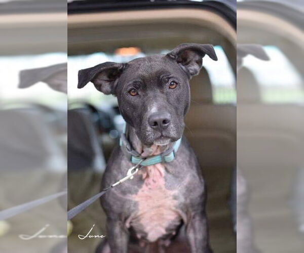 Medium Photo #3 American Pit Bull Terrier-Labrador Retriever Mix Puppy For Sale in Brewster, NY, USA
