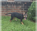 Small #3 Mutt