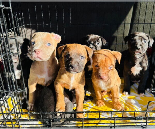 Medium Photo #4 Mutt Puppy For Sale in Claremore, OK, USA