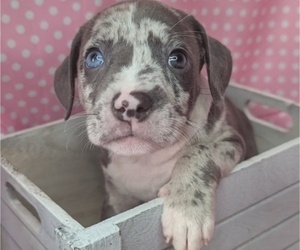 American Bully Puppy for sale in GROVETOWN, GA, USA