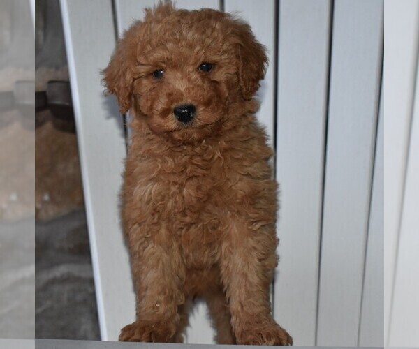 Medium Photo #1 Goldendoodle-Poodle (Miniature) Mix Puppy For Sale in MIFFLINTOWN, PA, USA