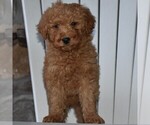 Small Photo #1 Goldendoodle-Poodle (Miniature) Mix Puppy For Sale in MIFFLINTOWN, PA, USA