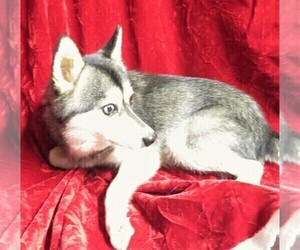 Father of the Alaskan Klee Kai puppies born on 05/21/2022