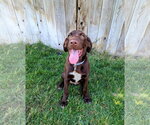 Small #12 Labrador Retriever Mix