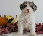 Small Photo #20 Schnoodle (Miniature) Puppy For Sale in GOSHEN, IN, USA