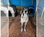 Small #3 German Shorthaired Pointer Mix