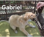 Image preview for Ad Listing. Nickname: Gabriel